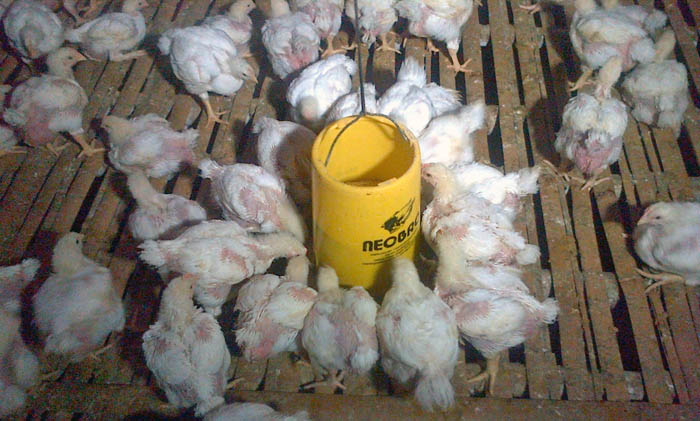 Industri Unggas Terpuruk, KPPU Minta Kemendag Terapkan Perpres No 71/2015